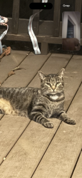 Found/Stray Female Cat last seen South Ellis, Fayetteville, AR 72701
