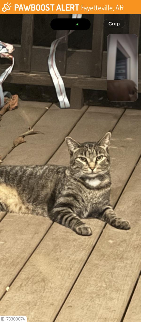 Found/Stray Female Cat last seen South Ellis, Fayetteville, AR 72701
