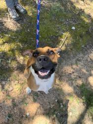 Found/Stray Female Dog last seen Patterson farm Rd, Mooresville, NC 28115