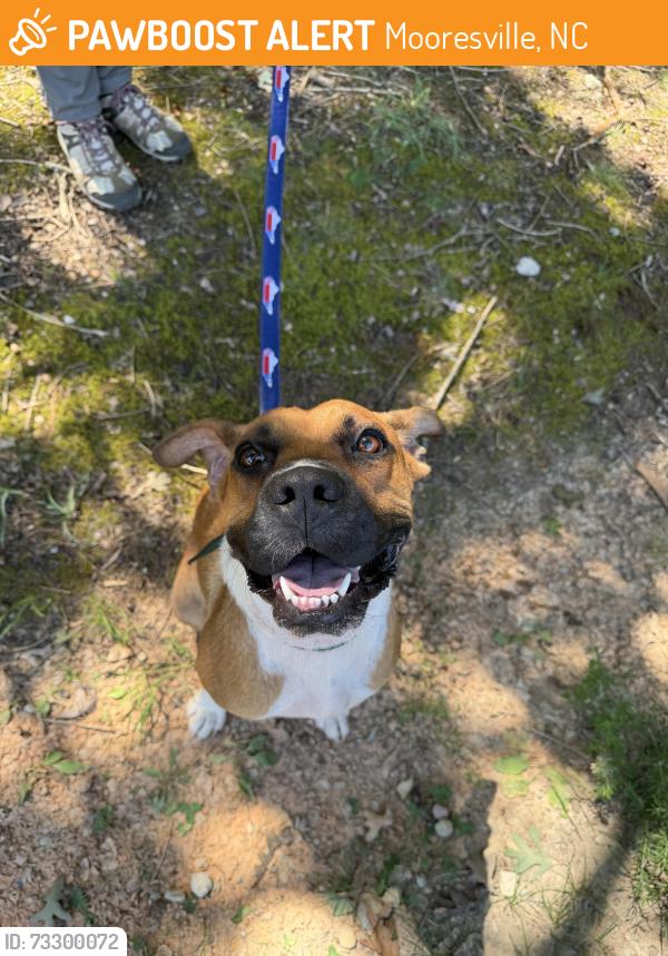 Found/Stray Female Dog last seen Patterson farm Rd, Mooresville, NC 28115