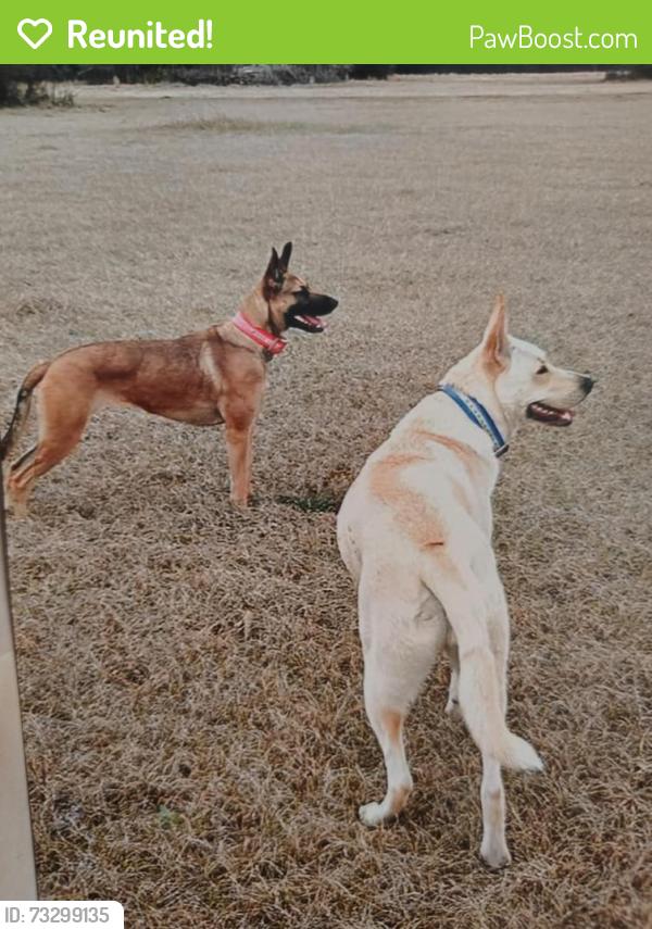 Reunited Male Dog last seen Shepard Hill rd, Willis, TX 77318