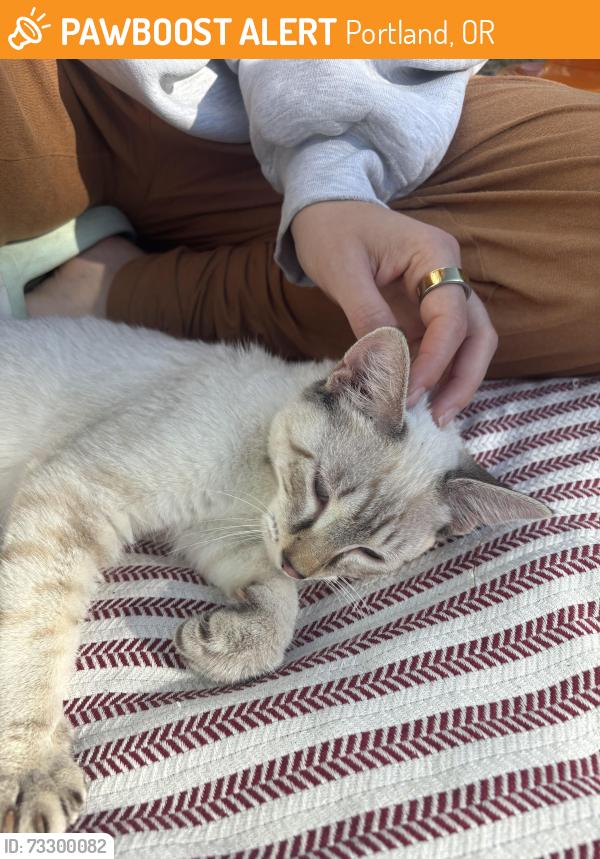 Found/Stray Male Cat last seen Trenton Park, Portland, OR 97203