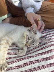 Found/Stray Male Cat last seen Trenton Park, Portland, OR 97203