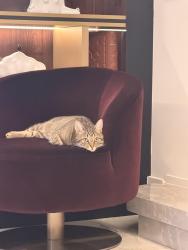 Reunited Male Cat last seen Hoggs hollow, Toronto, ON M4N 2G1