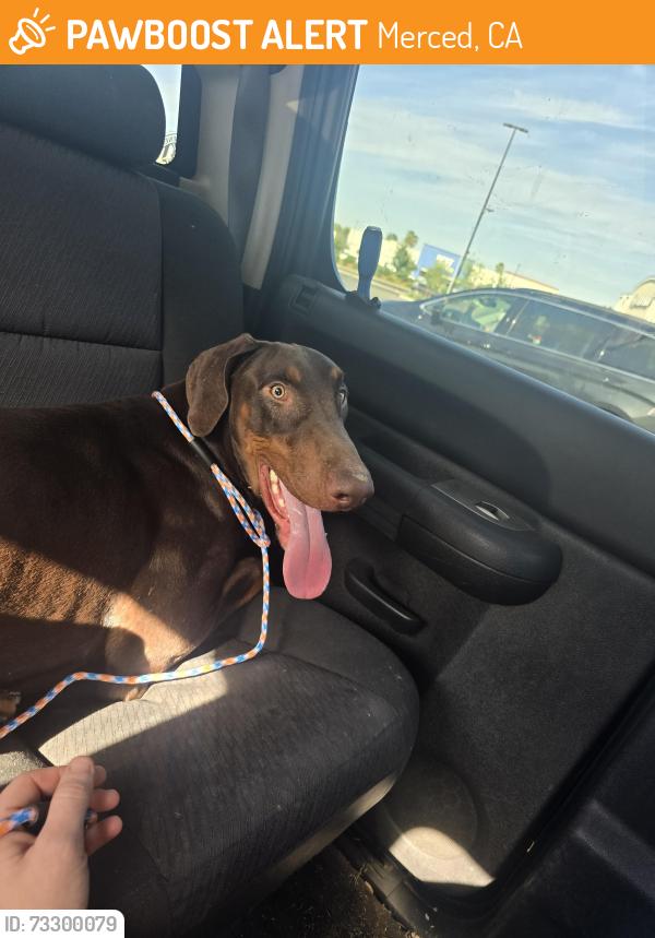 Found/Stray Male Dog last seen M st, Merced, CA 95348