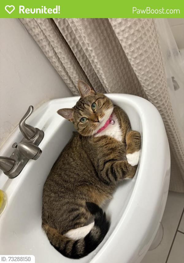 Reunited Female Cat last seen Blair High School, Pasadena, CA 91106