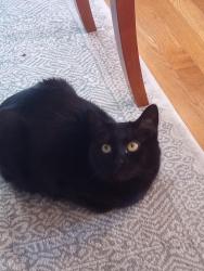 Reunited Female Cat last seen Highway, North Providence, RI 02904