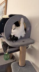 Reunited Female Cat last seen Ryan and 14 mile, Warren, MI 48092