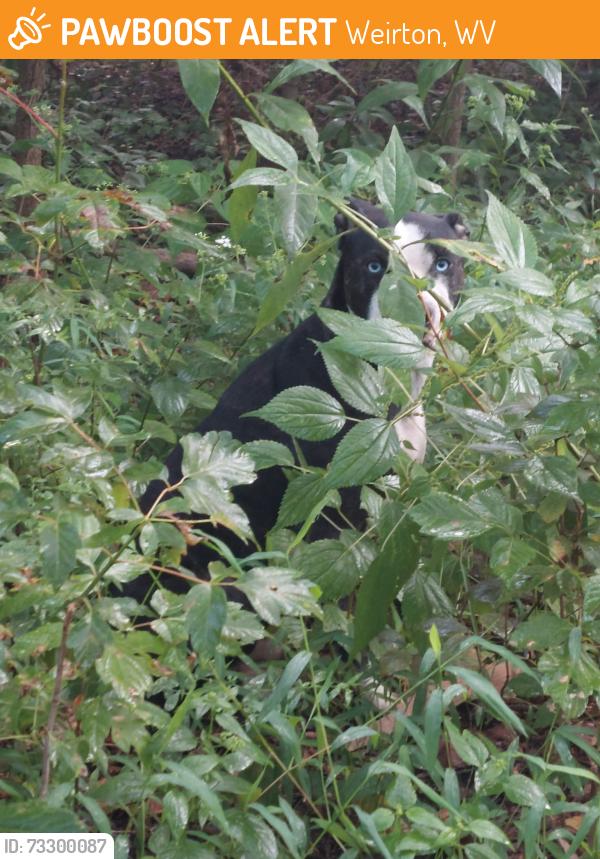 Found/Stray Male Dog last seen Hes off road in a clearing next to a stream, Weirton, WV 26062