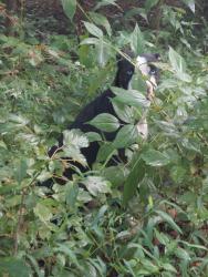 Found/Stray Male Dog last seen Hes off road in a clearing next to a stream, Weirton, WV 26062