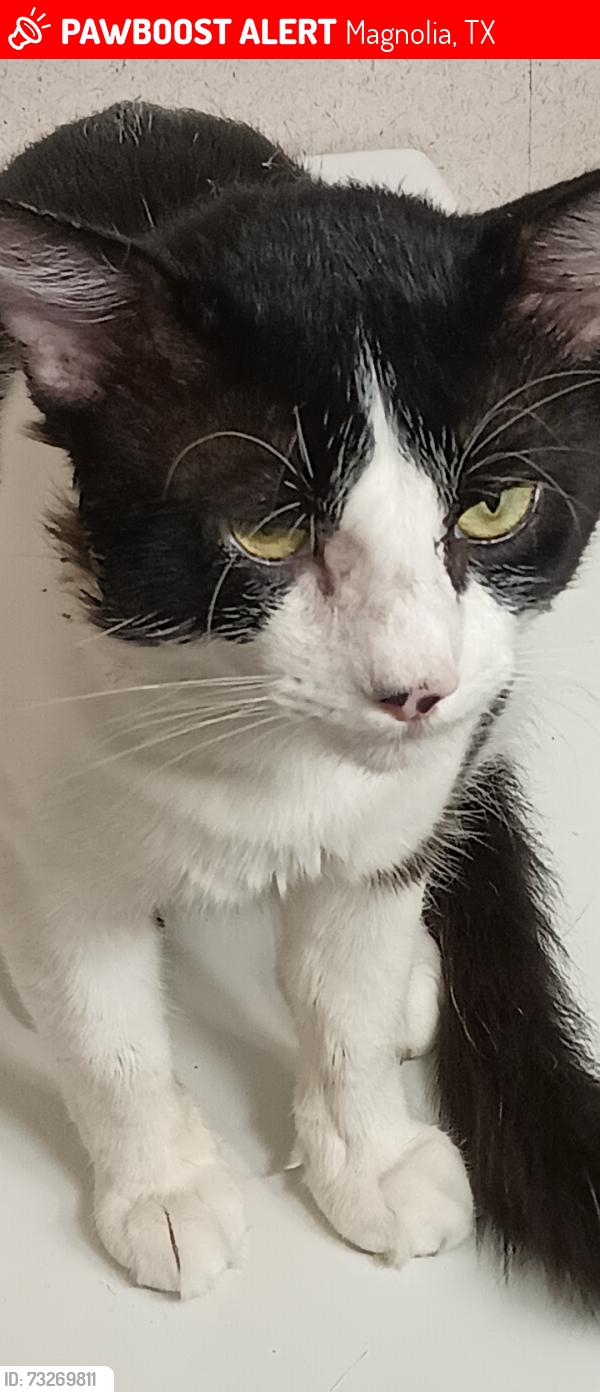 Lost Male Cat last seen Butera rd and nichols sawmill, Magnolia, TX 77355