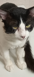 Lost Male Cat last seen Butera rd and nichols sawmill, Magnolia, TX 77355
