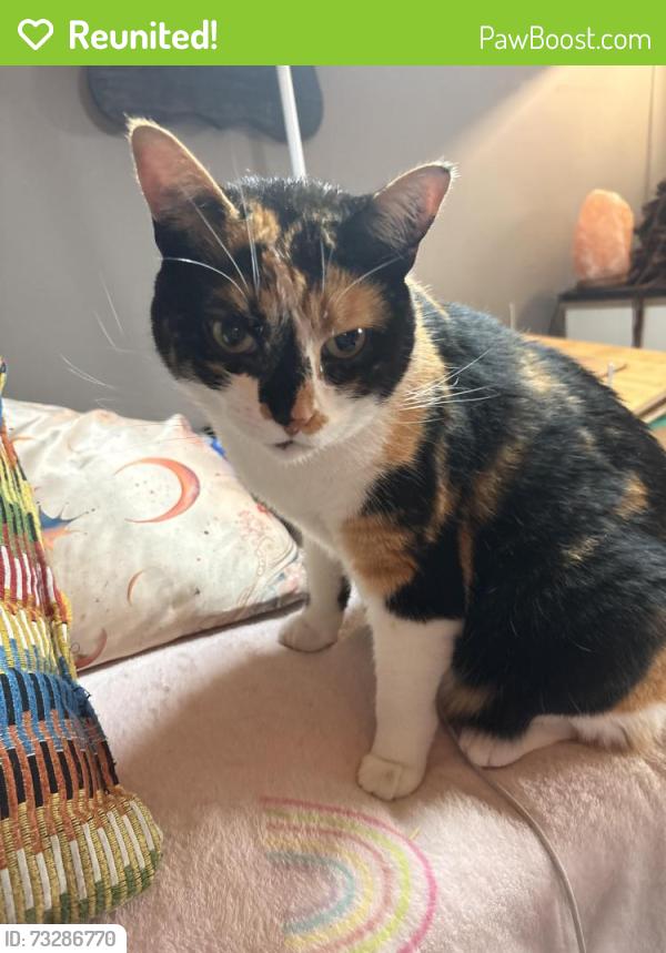 Reunited Female Cat last seen 140ave 88 a street, Edmonton, AB T5E 5R6