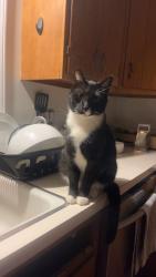 Lost Male Cat last seen 186th street and Spring Mill, Westfield, IN 46074