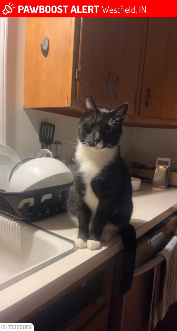 Lost Male Cat last seen 186th street and Spring Mill, Westfield, IN 46074