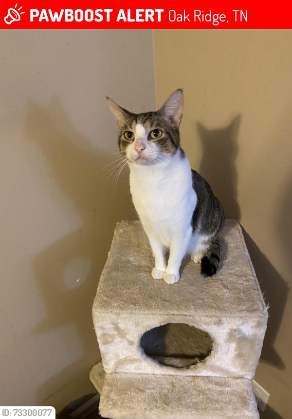 Lost Male Cat last seen Nebraska Ave and West Outer Dr., Oak Ridge, TN 37830