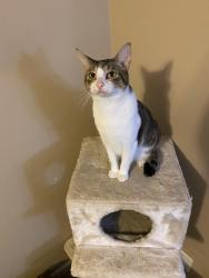 Lost Male Cat last seen Nebraska Ave and West Outer Dr., Oak Ridge, TN 37830