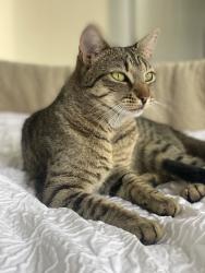 Lost Female Cat last seen Ryeworth Road, Glenfall Way, Briarbank Rise, Charlton Kings, England GL52 6LX