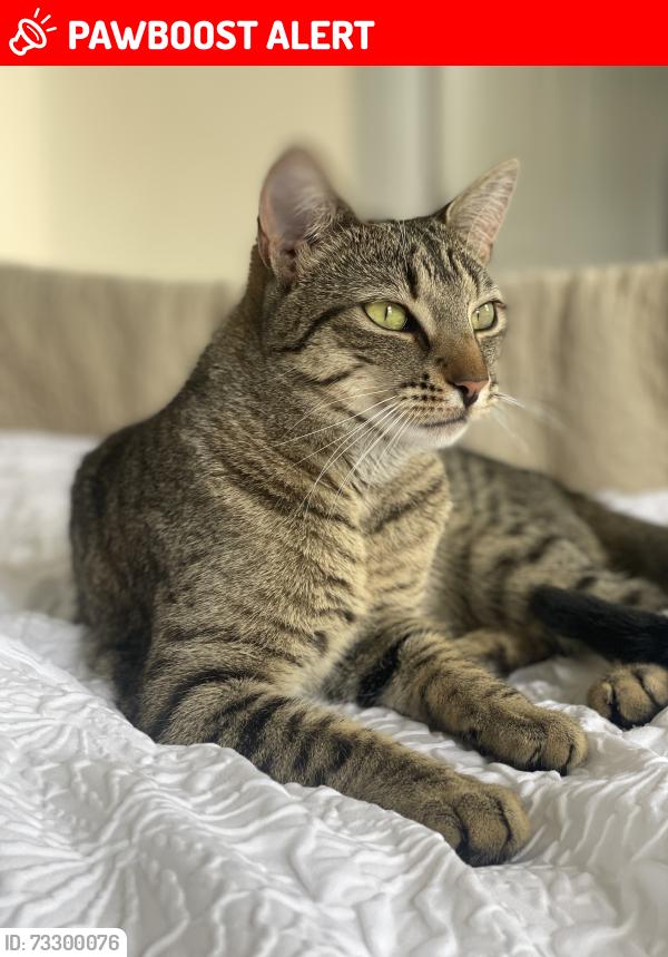 Lost Female Cat last seen Ryeworth Road, Glenfall Way, Briarbank Rise, Charlton Kings, England GL52 6LX