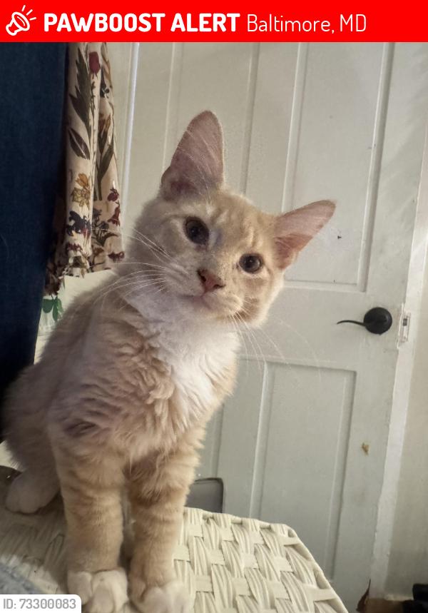 Lost Male Cat last seen E Lombard and S Chapel, Baltimore, MD 21231