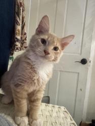 Lost Male Cat last seen E Lombard and S Chapel, Baltimore, MD 21231