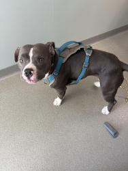 Reunited Female Dog last seen E Minnesota Ave & Vine St, Oceanside, CA 92054