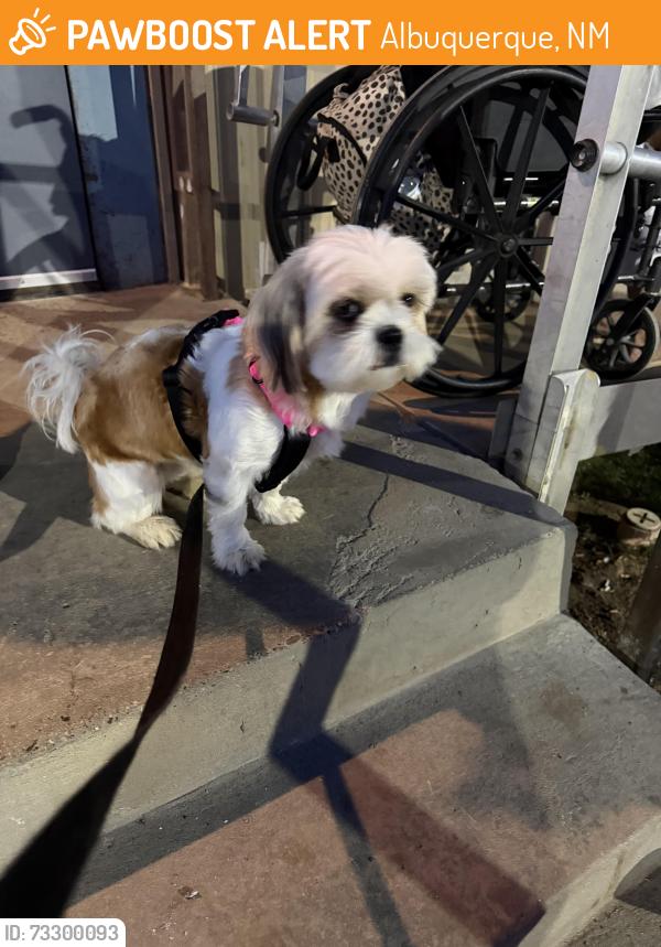 Found/Stray Female Dog last seen Quail ranch, Albuquerque, NM 87102