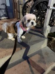 Found/Stray Female Dog last seen Quail ranch, Albuquerque, NM 87102