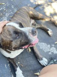 Reunited Male Dog last seen 104th and Broadways, Los Angeles, CA 90003