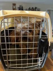 Reunited Male Dog last seen Chula Vista, CA 91911, USA, Chula Vista, CA 91911