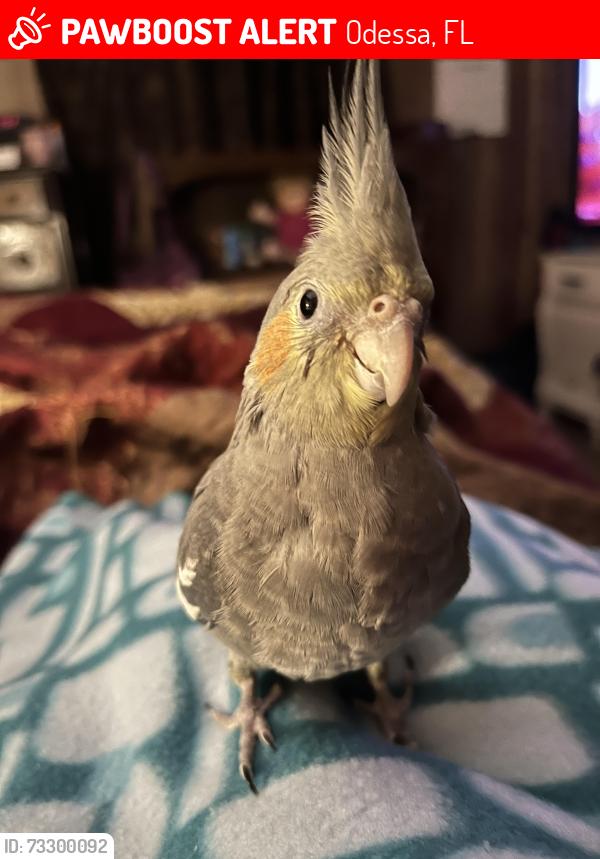 Lost Male Bird last seen Boyscout and tarpon springs rd, Odessa, FL 33556
