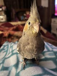 Lost Male Bird last seen Boyscout and tarpon springs rd, Odessa, FL 33556