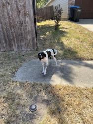 Reunited Unknown Dog last seen Deuville, WHT SETTLEMT, TX 76108