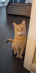 Lost Male Cat last seen 28th new york ave, Union City, NJ 07087