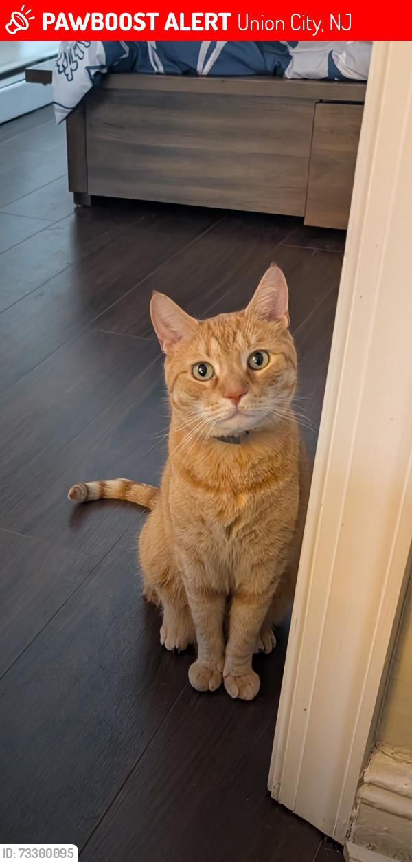 Lost Male Cat last seen 28th new york ave, Union City, NJ 07087