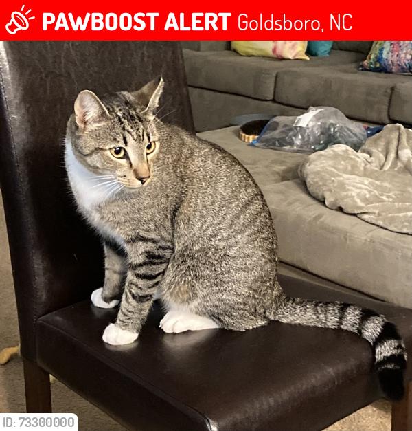 Lost Male Cat last seen Lockhaven Ct Norwood Dr., Wayne Memorial Dr, Goldsboro, NC 27534