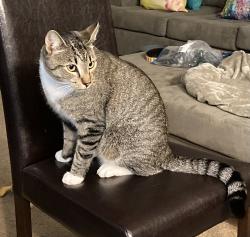 Lost Male Cat last seen Lockhaven Ct Norwood Dr., Wayne Memorial Dr, Goldsboro, NC 27534