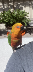 Lost Unknown Bird last seen Buick park, Brampton, ON L7A 3P5