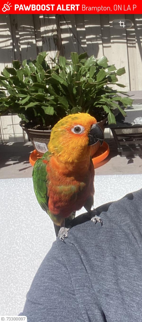 Lost Unknown Bird last seen Buick park, Brampton, ON L7A 3P5