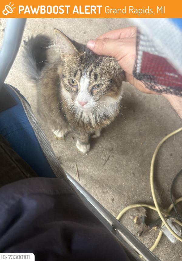 Found/Stray Unknown Cat last seen Jefferson ave, Grand Rapids, MI 49548