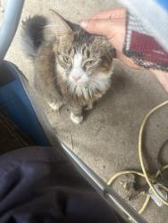Found/Stray Unknown Cat last seen Jefferson ave, Grand Rapids, MI 49548