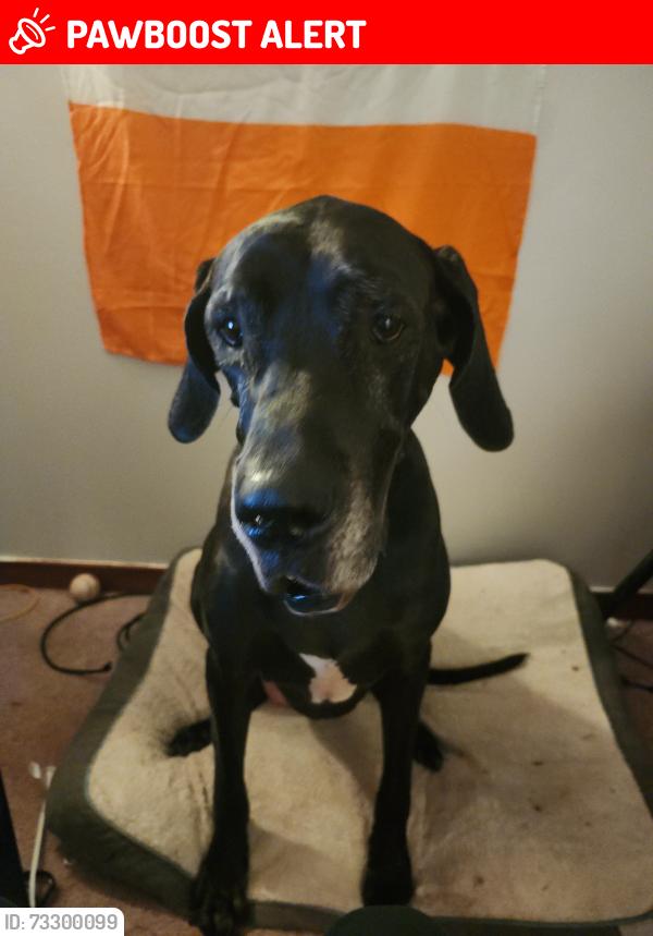 Lost Female Dog last seen Genlou road and getting2, Chesterfield County, VA 23832