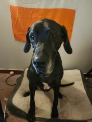 Lost Female Dog last seen Genlou road and getting2, Chesterfield County, VA 23832