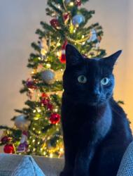 Reunited Female Cat last seen Cotford st Luke, Cotford Saint Luke, England TA4 1PD