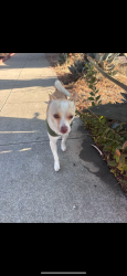 Reunited Male Dog last seen Denker elementary, Gardena, CA 90247