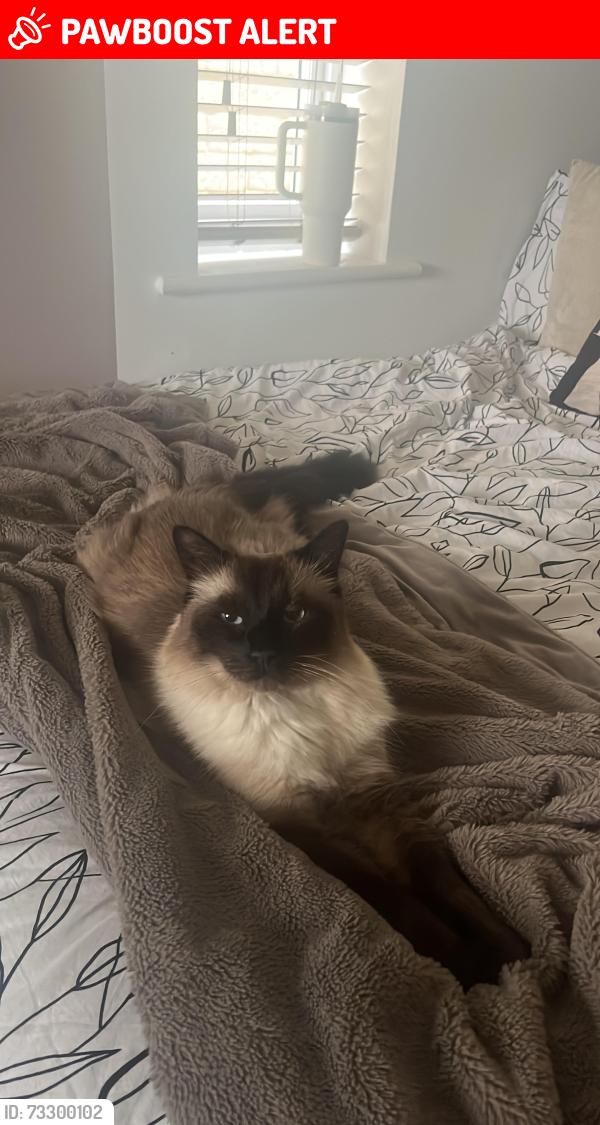 Lost Male Cat last seen Sweetclough, Loxley gardens , Lowerhouse, Lowerhouse, England BB12 6PE