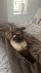 Lost Male Cat last seen Sweetclough, Loxley gardens , Lowerhouse, Lowerhouse, England BB12 6PE