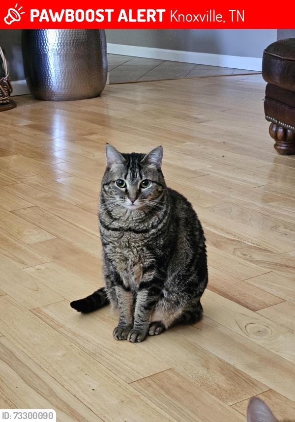 Lost Female Cat last seen Middlebrook McDonald's & Joe Hinton Rd in Sands Pointe Subdivision, Knoxville, TN 37931