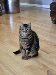 Lost Female Cat last seen Middlebrook McDonald's & Joe Hinton Rd in Sands Pointe Subdivision, Knoxville, TN 37931
