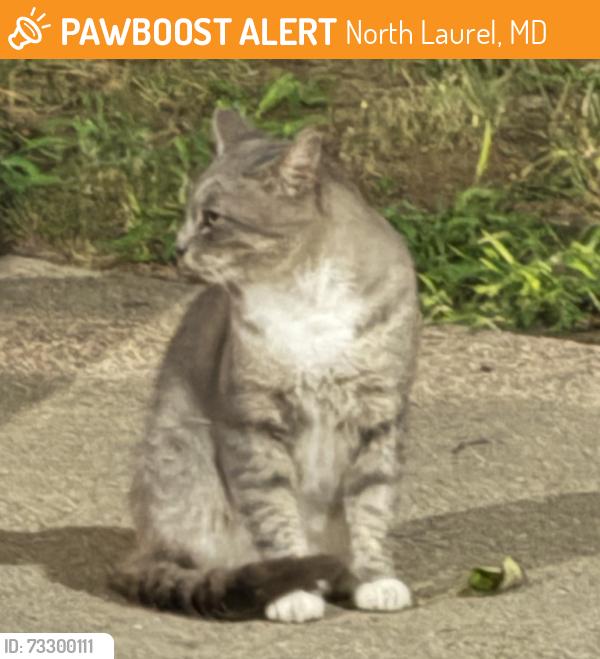 Found/Stray Male Cat last seen I-95 S Welcome Center, Laurel/Savage, MD, North Laurel, MD 20723